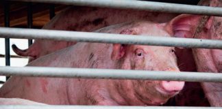 Pig slaughter must take place in a licensed environment
