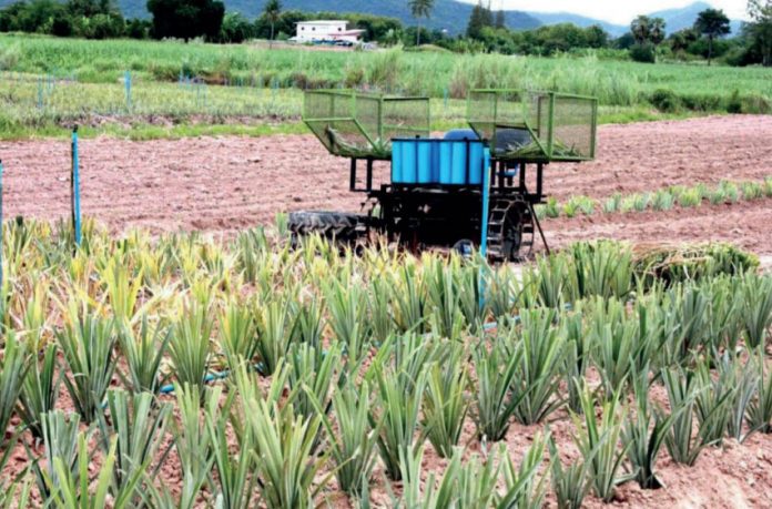The success of the large scale agricultural project