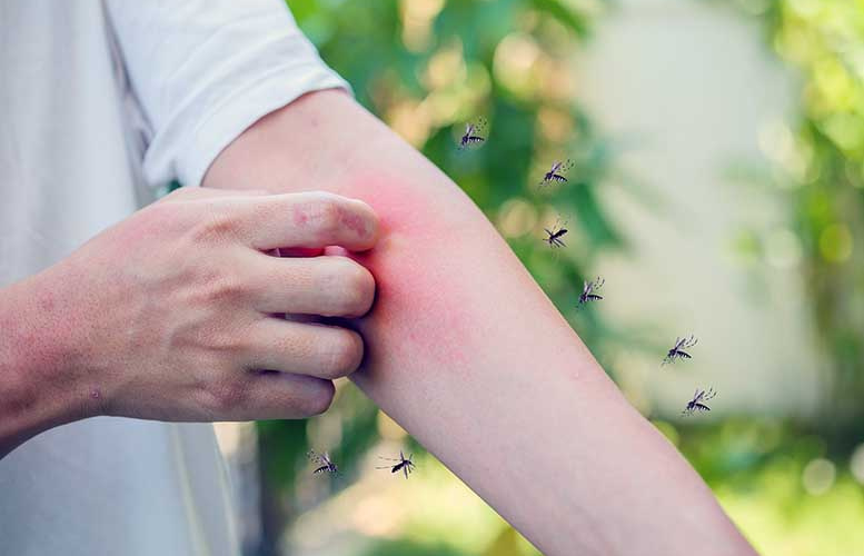 Día Internacional Contra el Dengue: mitos y verdades de esta enfermedad